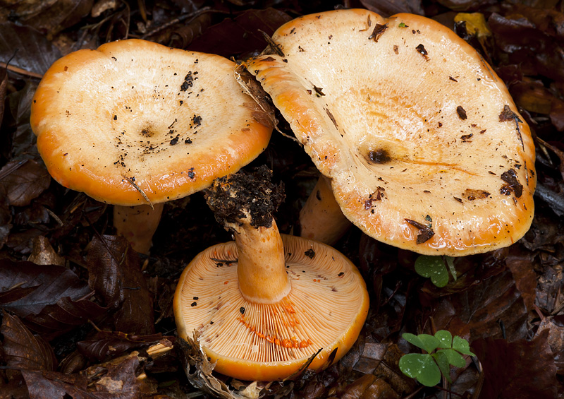 Lactarius salmonicolor